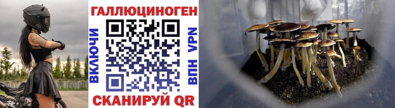 Галлюциногенные грибы Cubensis  даркнет сайт  Ершов 